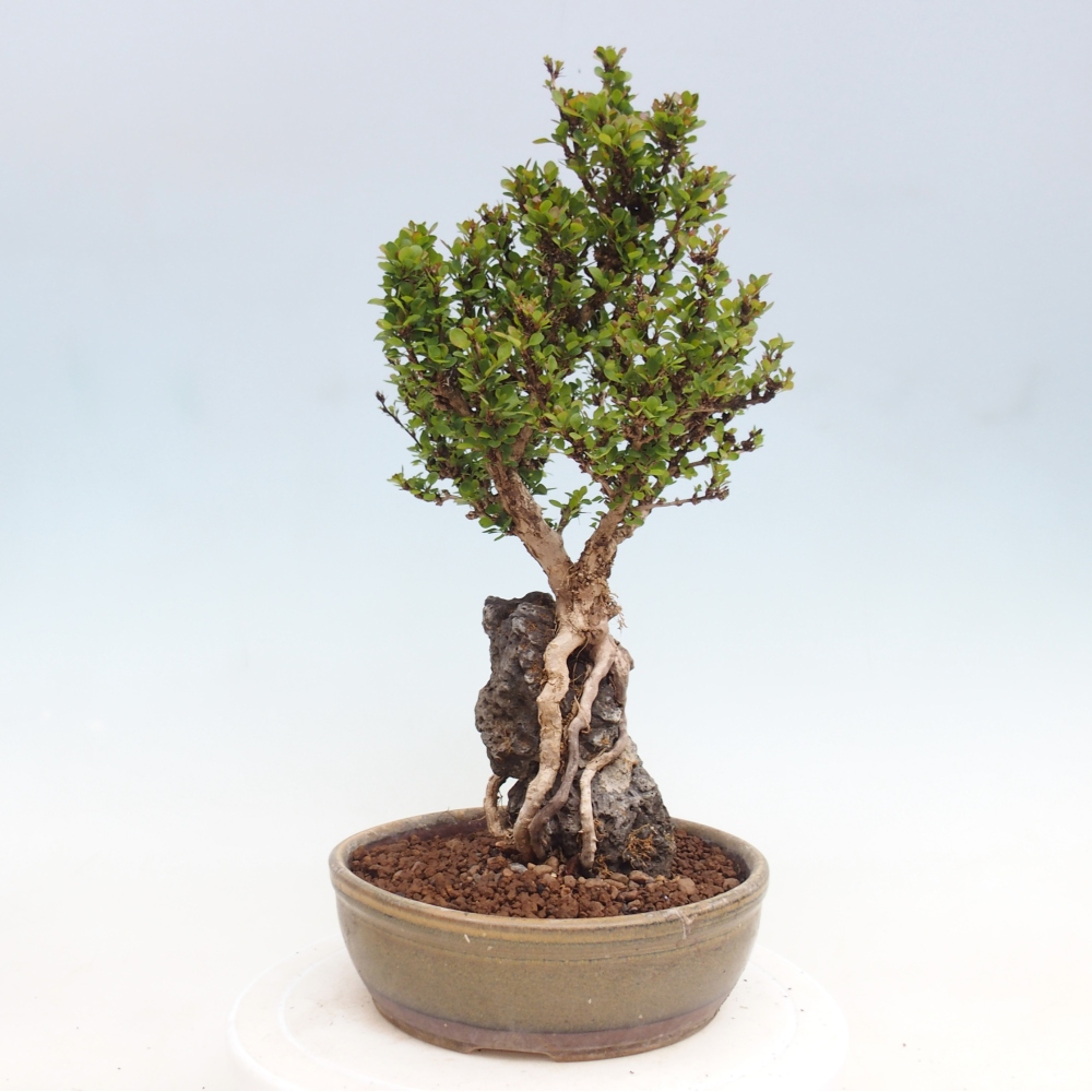 Vonkajšie bonsaje - Berberis coreana