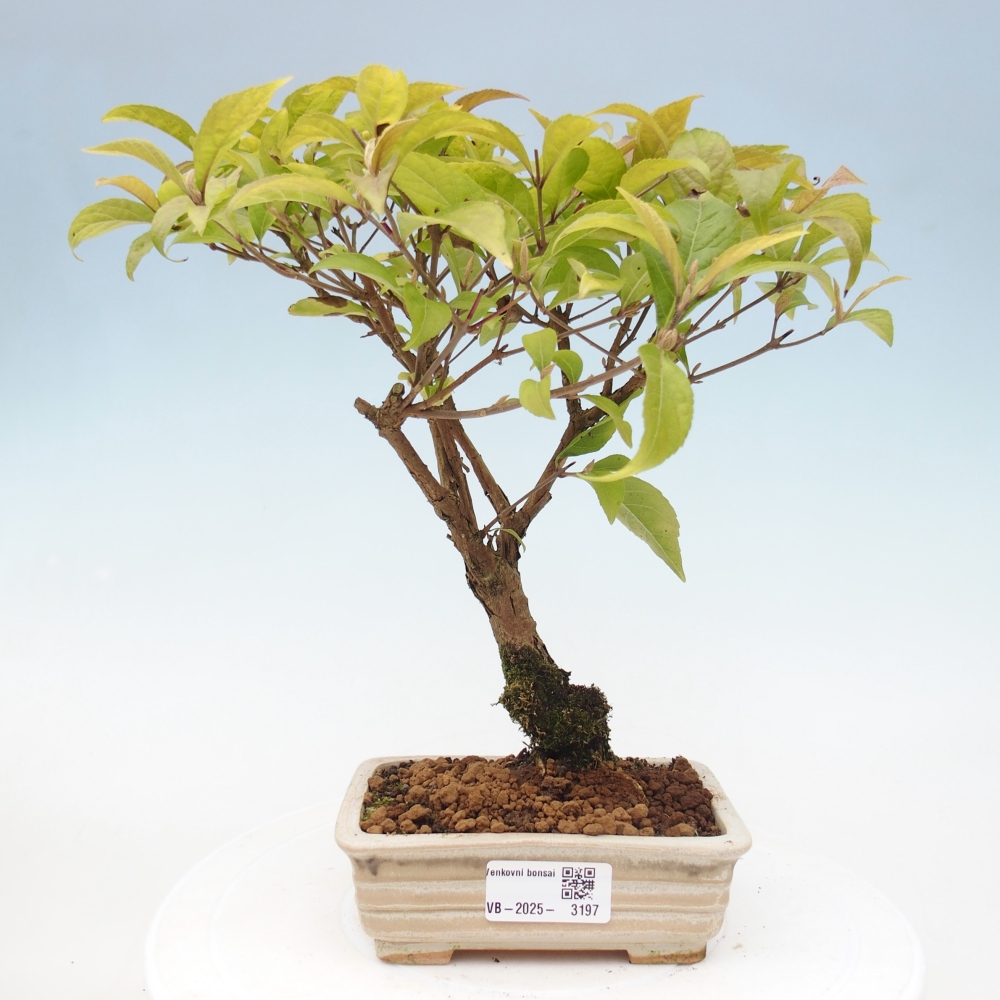 Vonkajšia bonsai - krásnoplodka - Callicarpa jap. Leucocarpa
