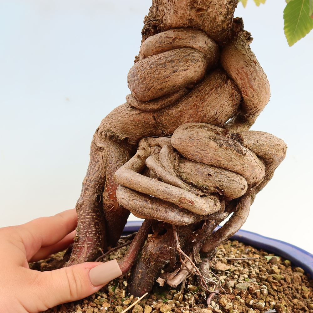 Vonkajšie bonsaje -Carpinus CARPINOIDES - Hrab kórejský