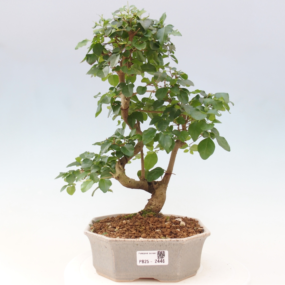 Izbová bonsai -Ligustrum chinensis - Vtáčí zob