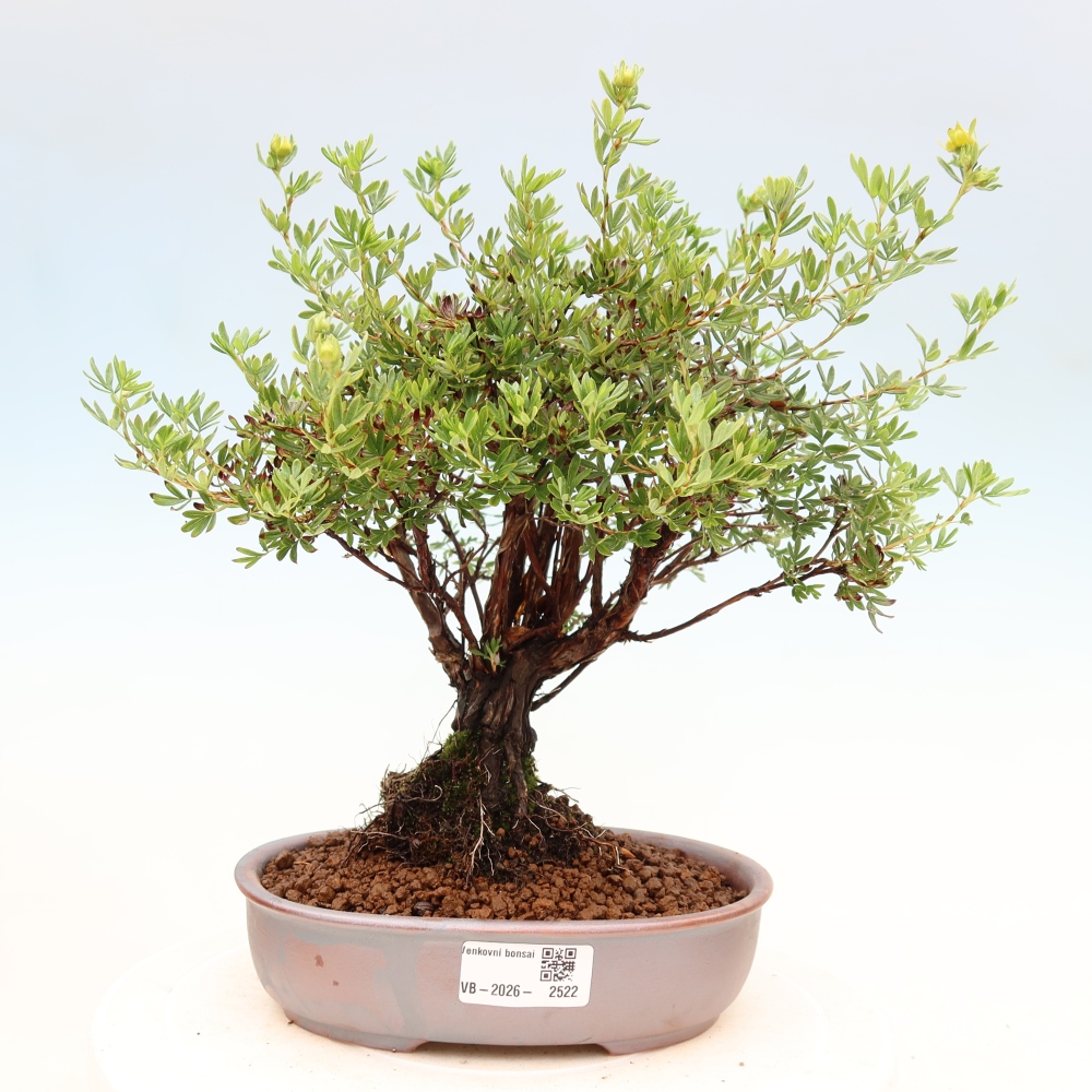 Vonkajšie bonsaje - Potentila fruticosa