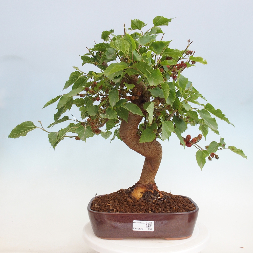 Vonkajšie bonsai -Morus albumy - moruše