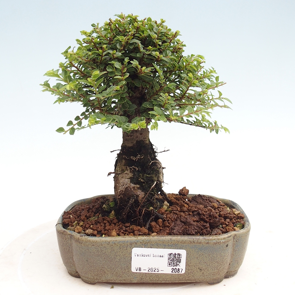 Vonkajší bonsai - Ulmus parvifolia Hokkaido - brest Čínsky