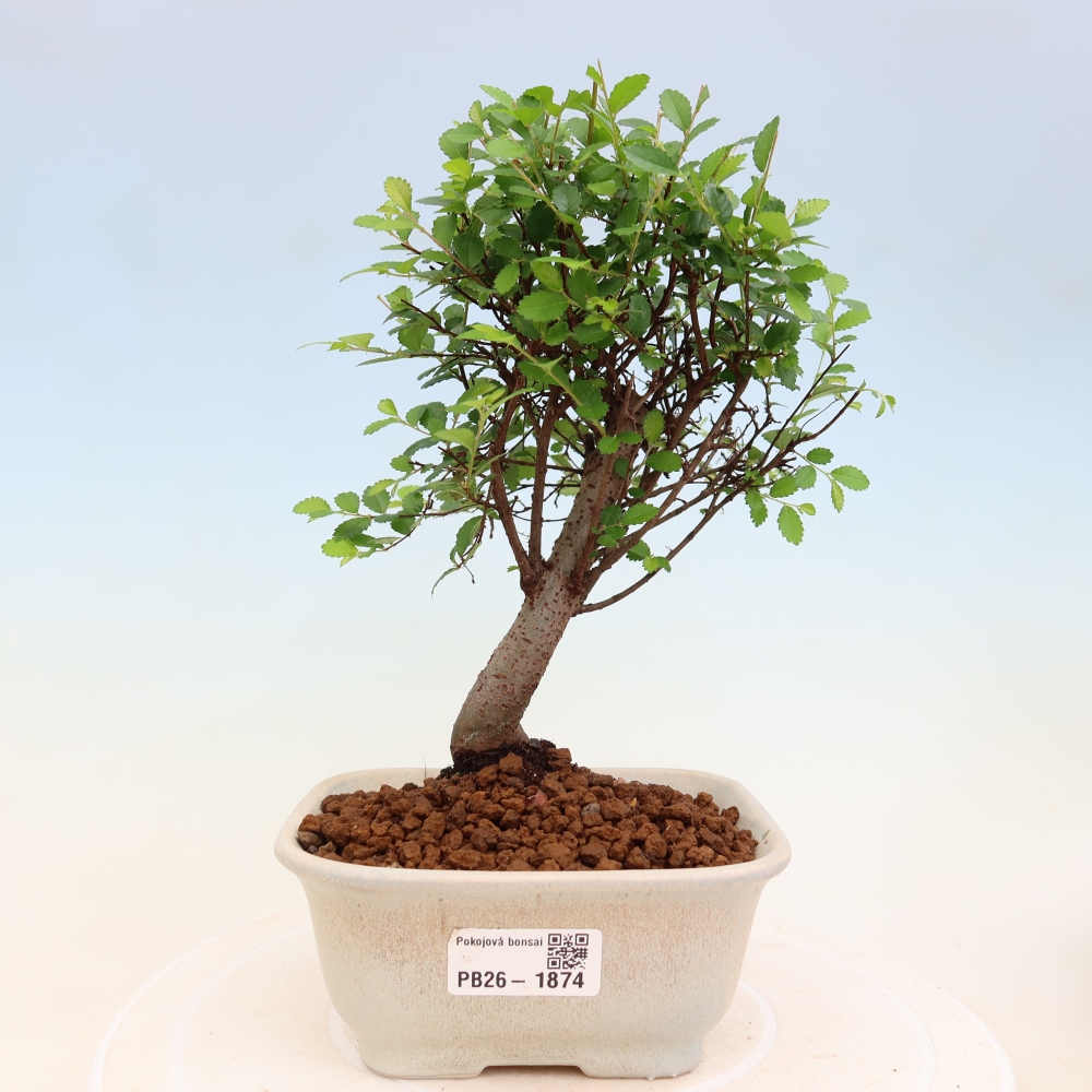 Izbový bonsaj - Ulmus parvifolia - brest malolistý
