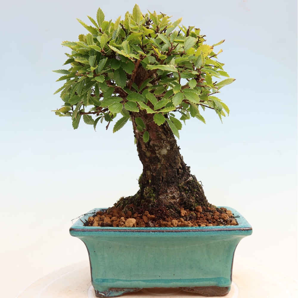 Vonkajšie bonsaje - Zelkova - Zelkova NIRE