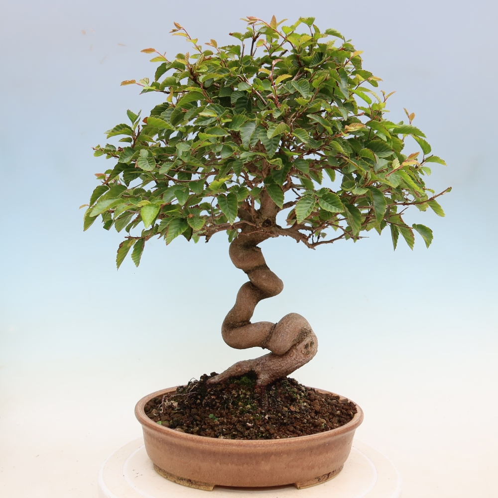 Vonkajší bonsaj -Carpinus coreana - Hrab kórejský