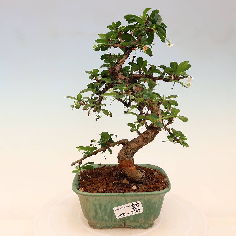 Izbové bonsaje - Carmona macrophylla - Tea fuki