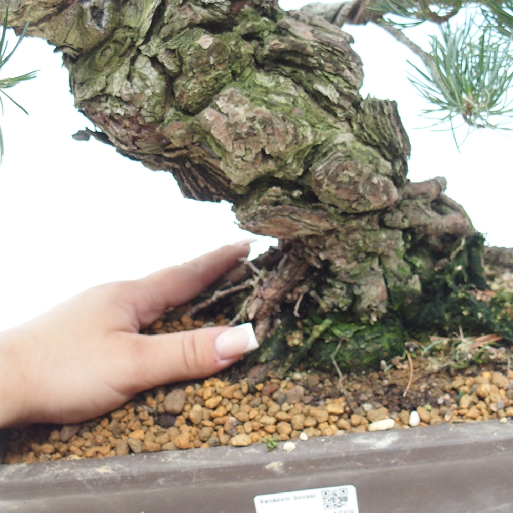 Vonkajšie bonsaje - Pinus parviflora - Pinus parviflora