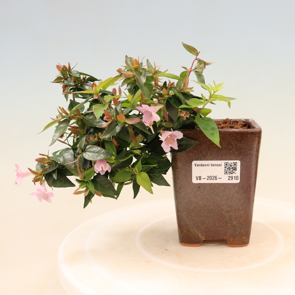 Vonkajší bonsai – Abelia Edward Goucher – Abelia veľkokvetá