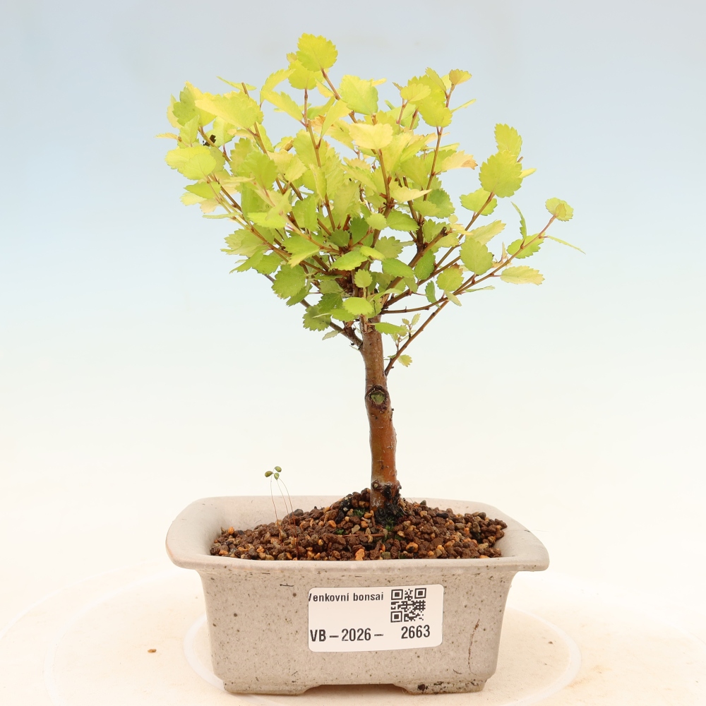Vonkajší bonsai – trpasličia breza – Betula NANA Golden Treasure