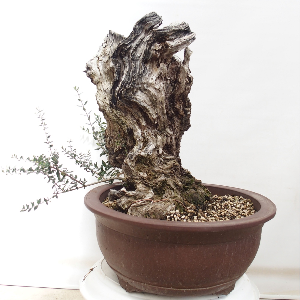 Izbová bonsai - Olea europaea sylvestris -Oliva evropská drobnolistá