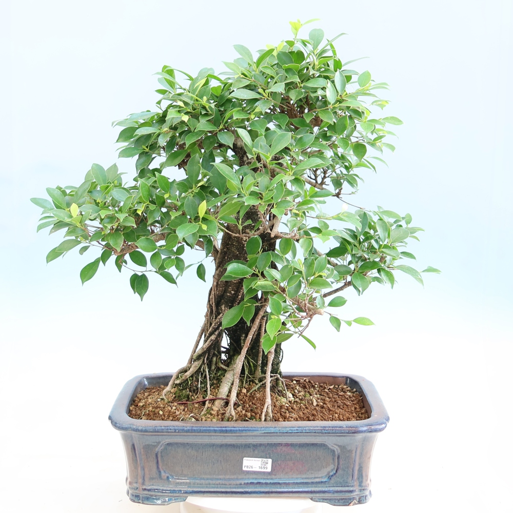 Izbové bonsaje - Ficus kimmen - drobnolistý fikus