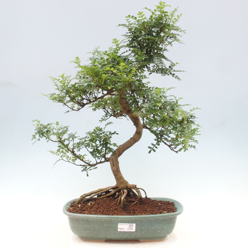 Izbová bonsai - Zantoxylum piperitum - korenistý