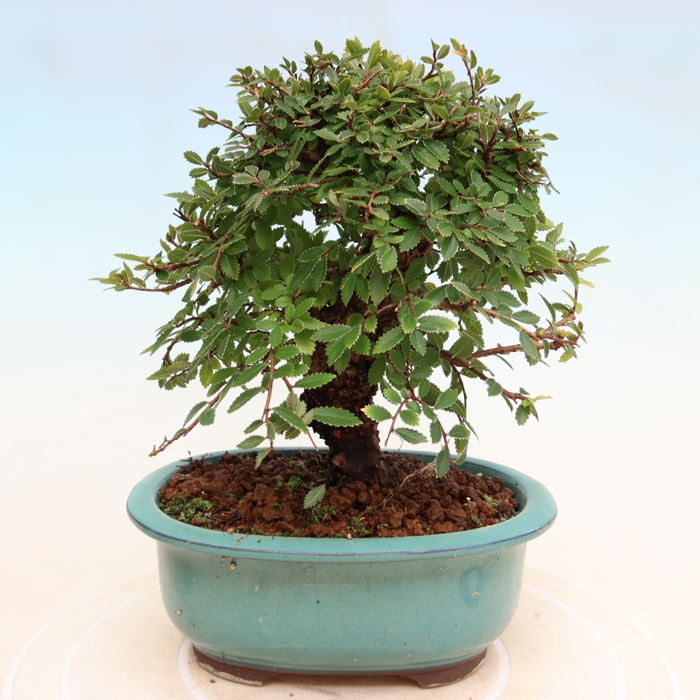 Vonkajšie bonsaje - Zelkova - Zelkova NIRE