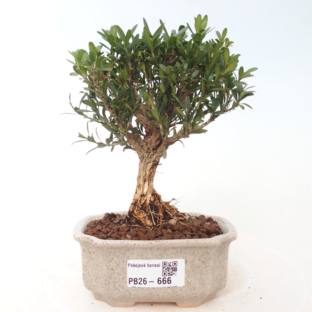 Izbové bonsaje - Buxus harlandii - korkový buxus