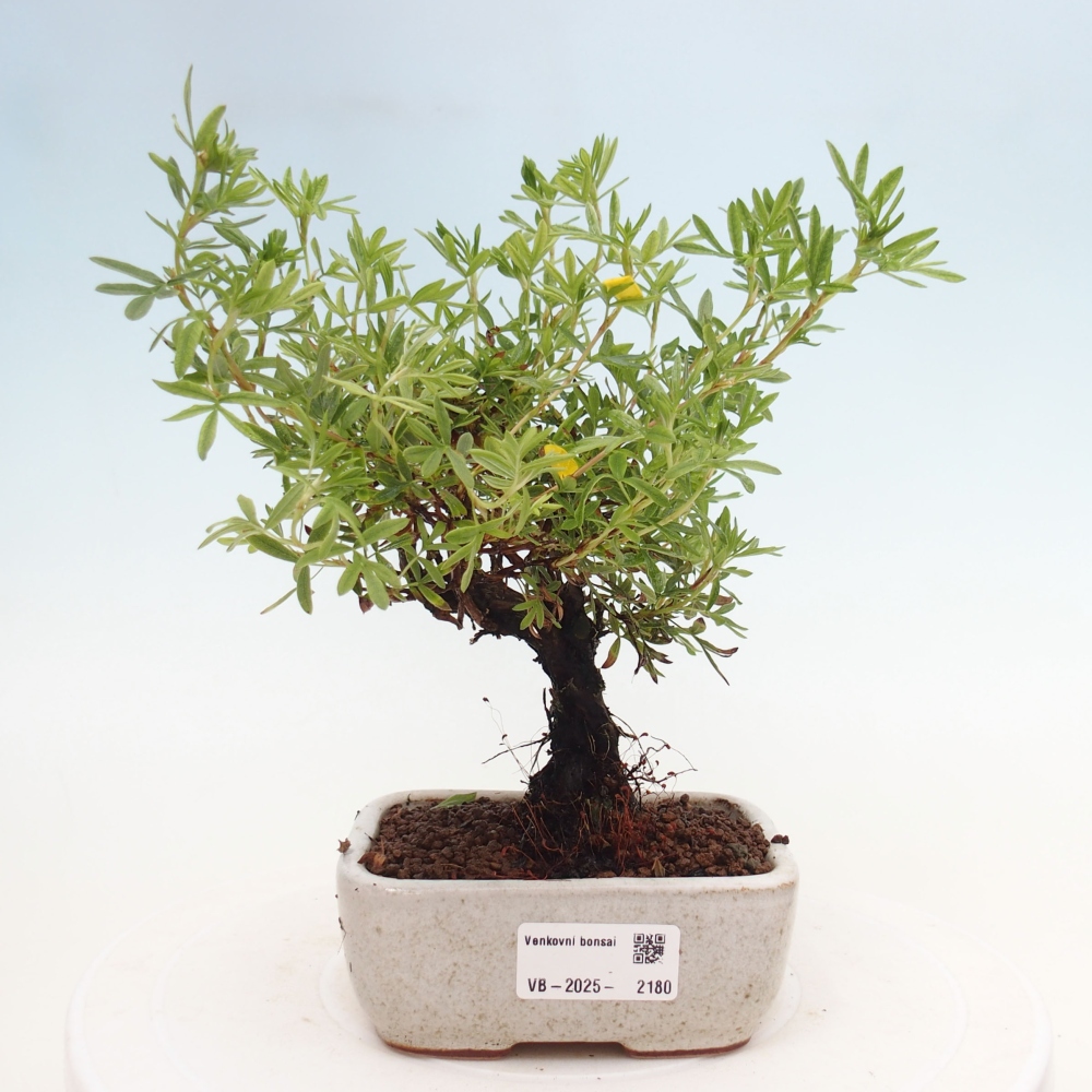 Vonkajšia bonsai-Nátržník krovitá - potentila fruticosa yellow Bird