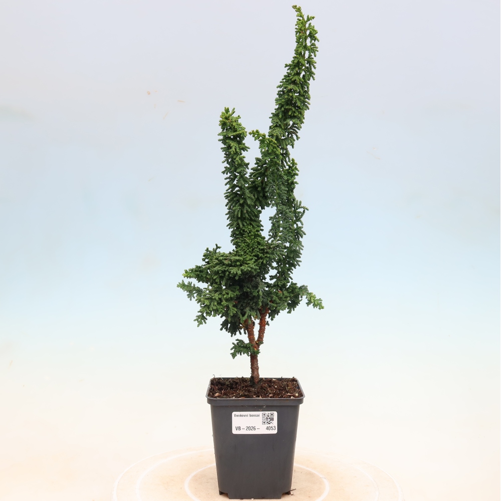 Vonkajší bonsaj - Cham. obtusa SEKKA HINOKI - Cypruštek