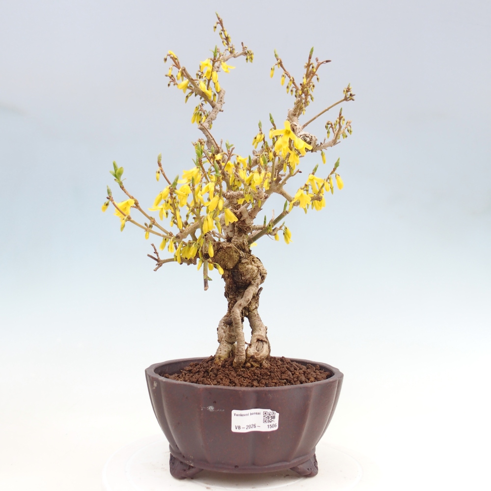 Vonkajšie bonsaje - Zlatice - Forsythia koreana