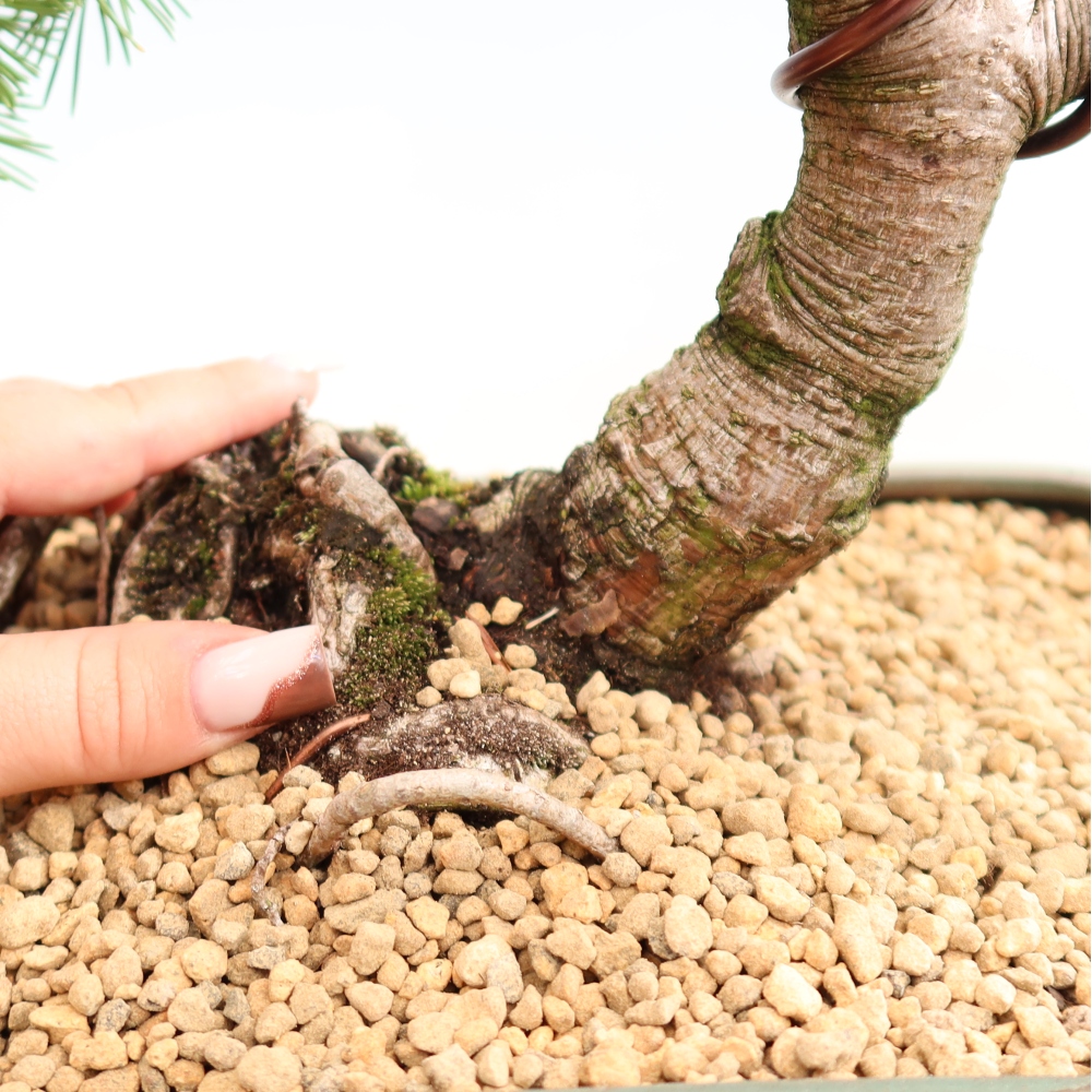 Vonkajšie bonsaje – Pinus mugo Humpy – borovica krivá