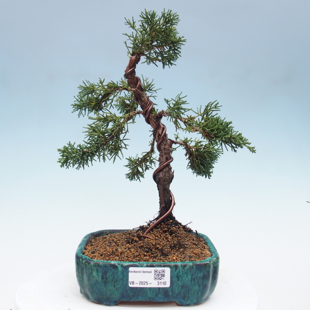 Vonkajší bonsai - Juniperus chinensis Kishu -Jalovec čínsky