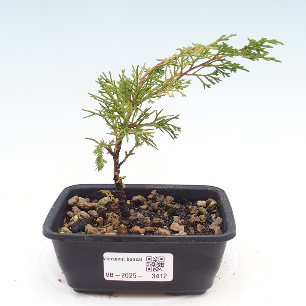 Vonkajší bonsaj - Juniperus chinensis Itoigawa