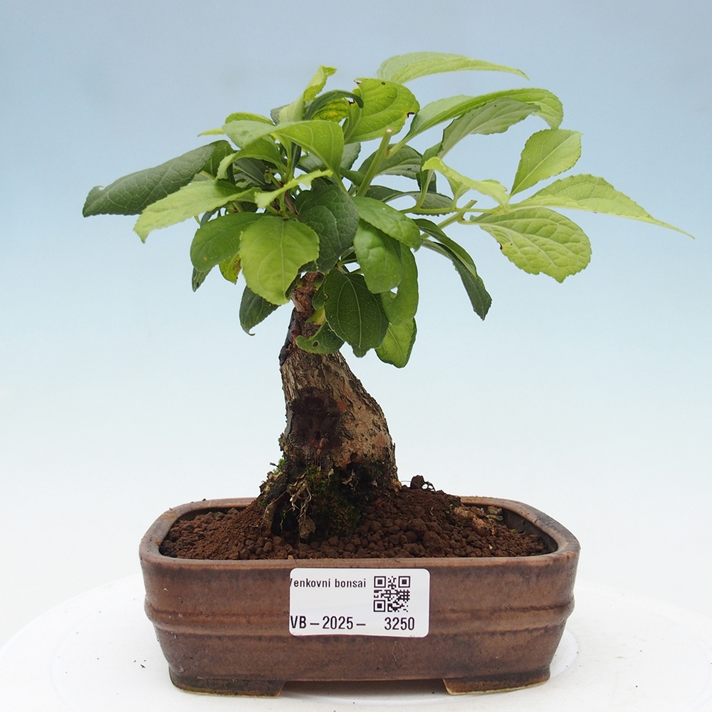 Vonkajšie bonsai - Celastrus Jesenec