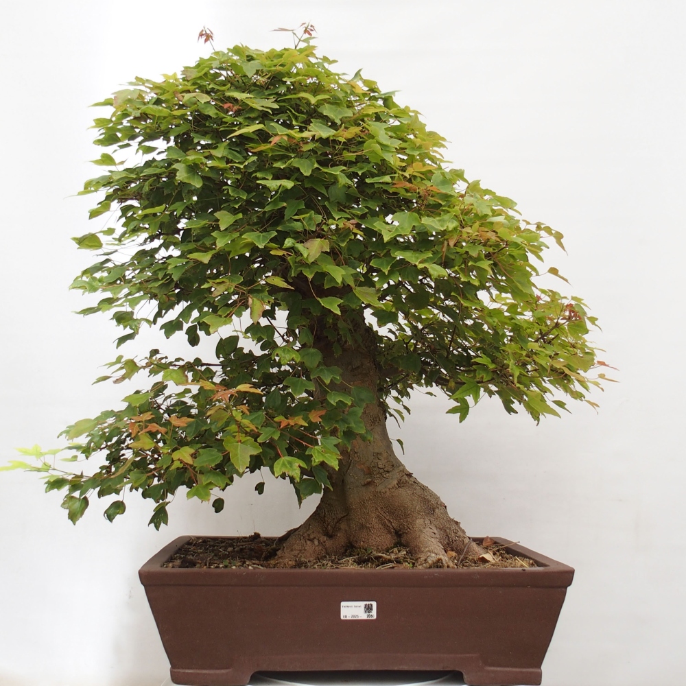 Vonkajšie bonsai - Javor Buergerianum - Javor Burgerův