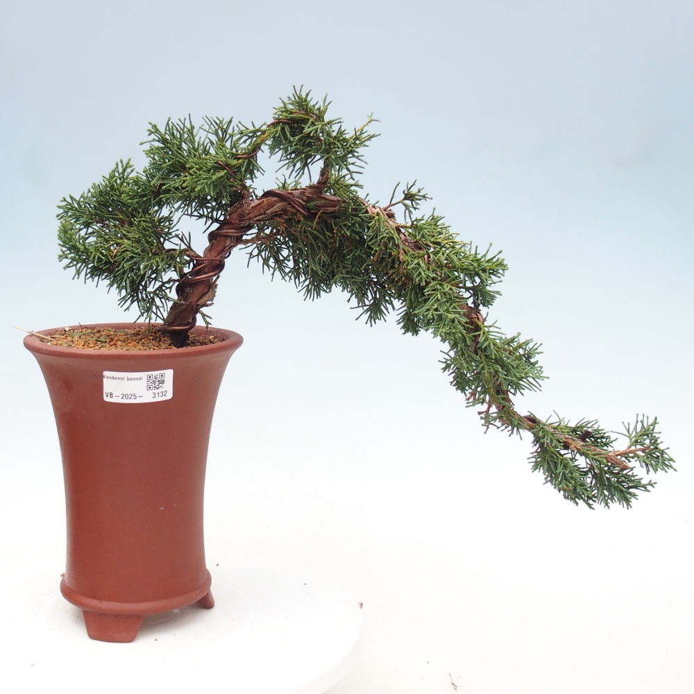 Vonkajší bonsai - Juniperus chinensis Kishu -Jalovec čínsky