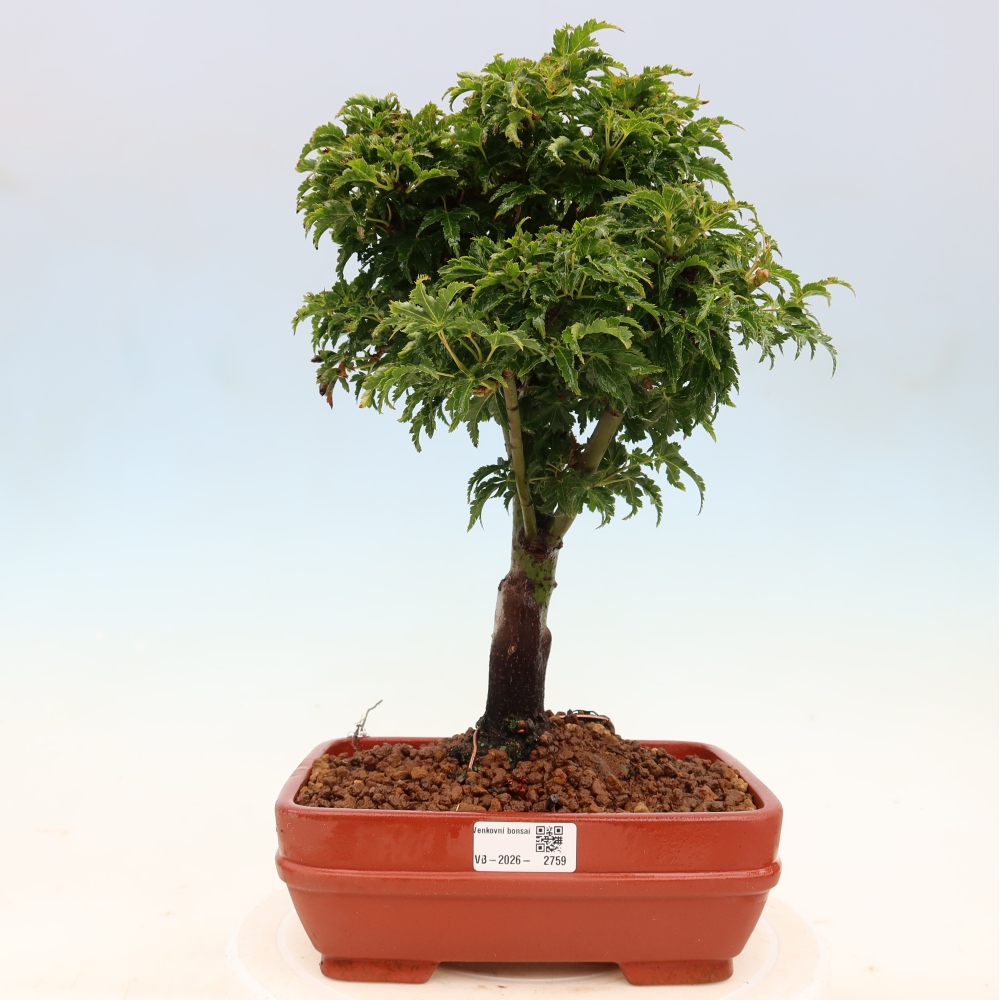 Vonkajšia bonsaj -Javorská palma Acer palmatum Shishigashira