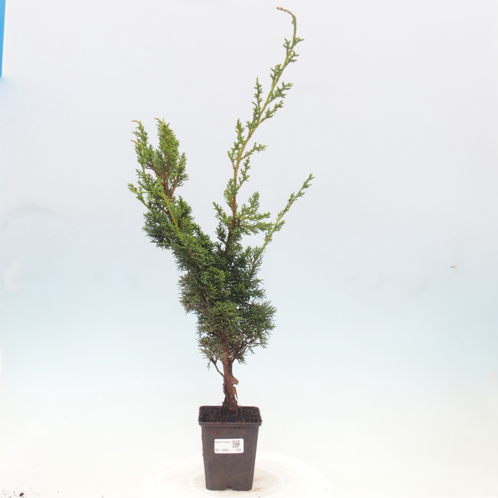 Vonkajší bonsaj - Juniperus chinensis Kishu