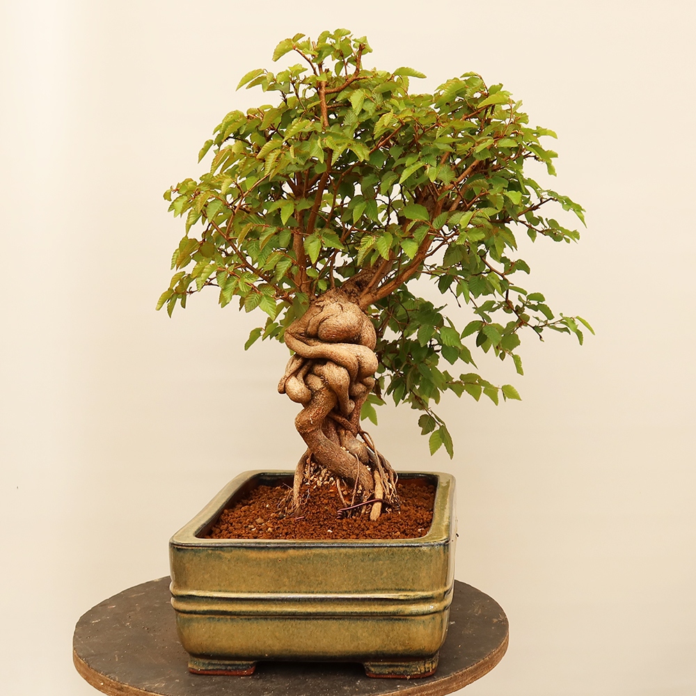 Vonkajší bonsai -Carpinus Coreana - Hrab kórejský