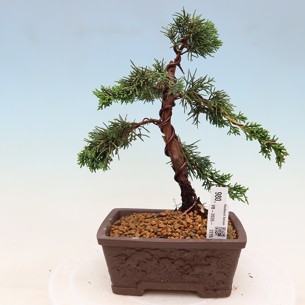Vonkajší bonsaj - Juniperus chinensis Kishu