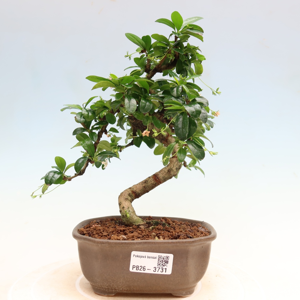 Izbové bonsaje - Carmona macrophylla - Tea fuki