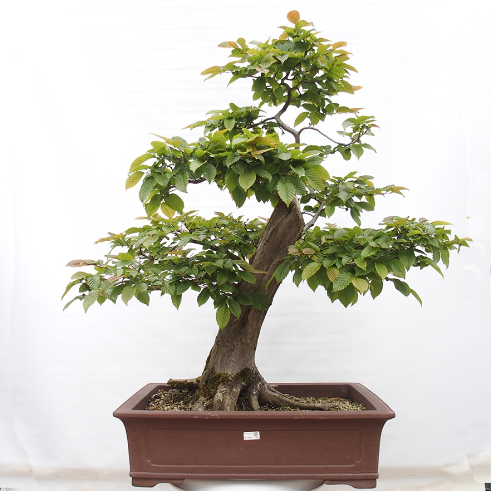 Vonkajší bonsai - Hrab obyčajný - Carpinus betulus