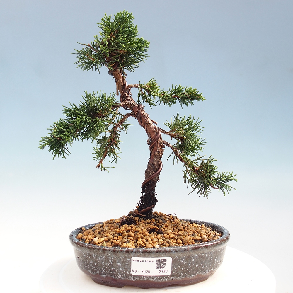 Vonkajší bonsai - Juniperus chinensis Kishu -Jalovec čínsky
