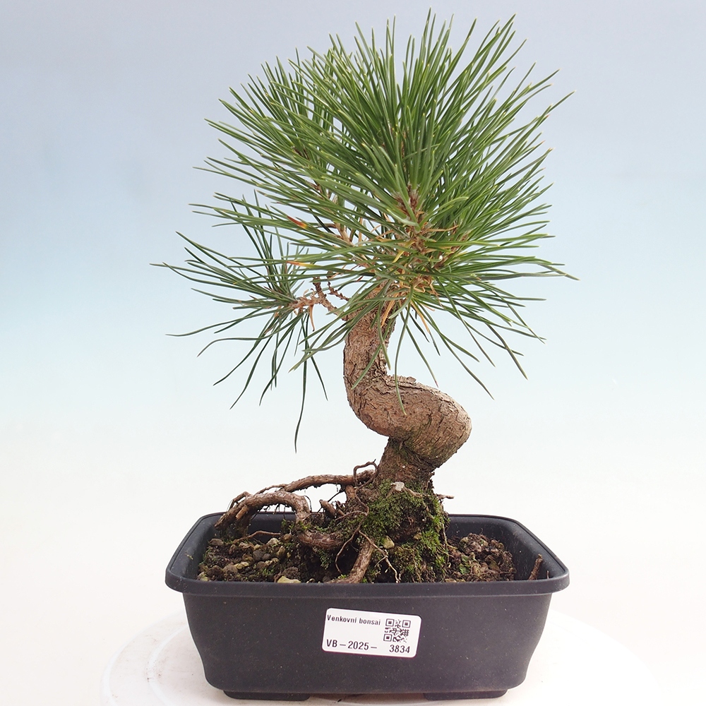 Vonkajšie bonsaje - Pinus thunbergii - borovica Thunbergova