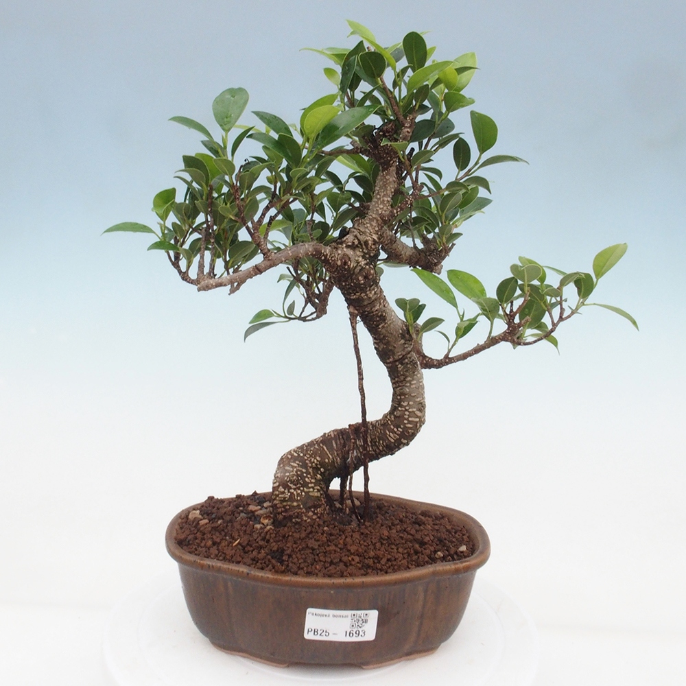 Izbová bonsai - Ficus retusa - malolistá fikus