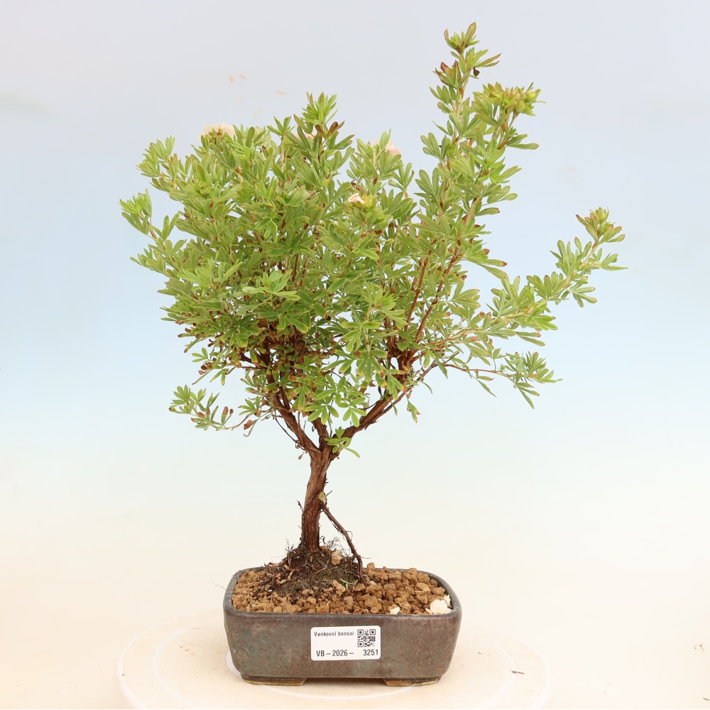 Vonkajší bonsai – Potentila fruticosa – Potentila fruticosa Bellissima