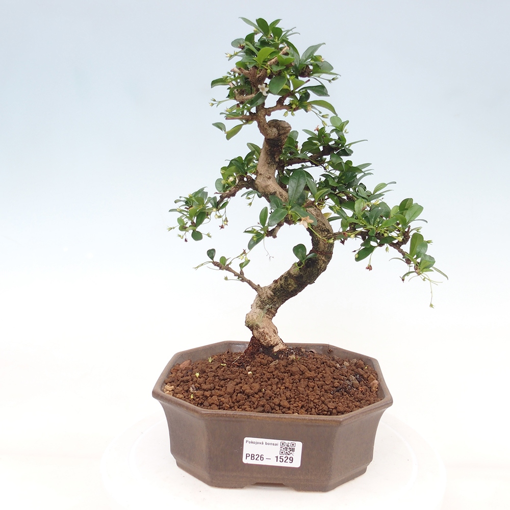 Izbové bonsaje - Carmona macrophylla - Tea fuki