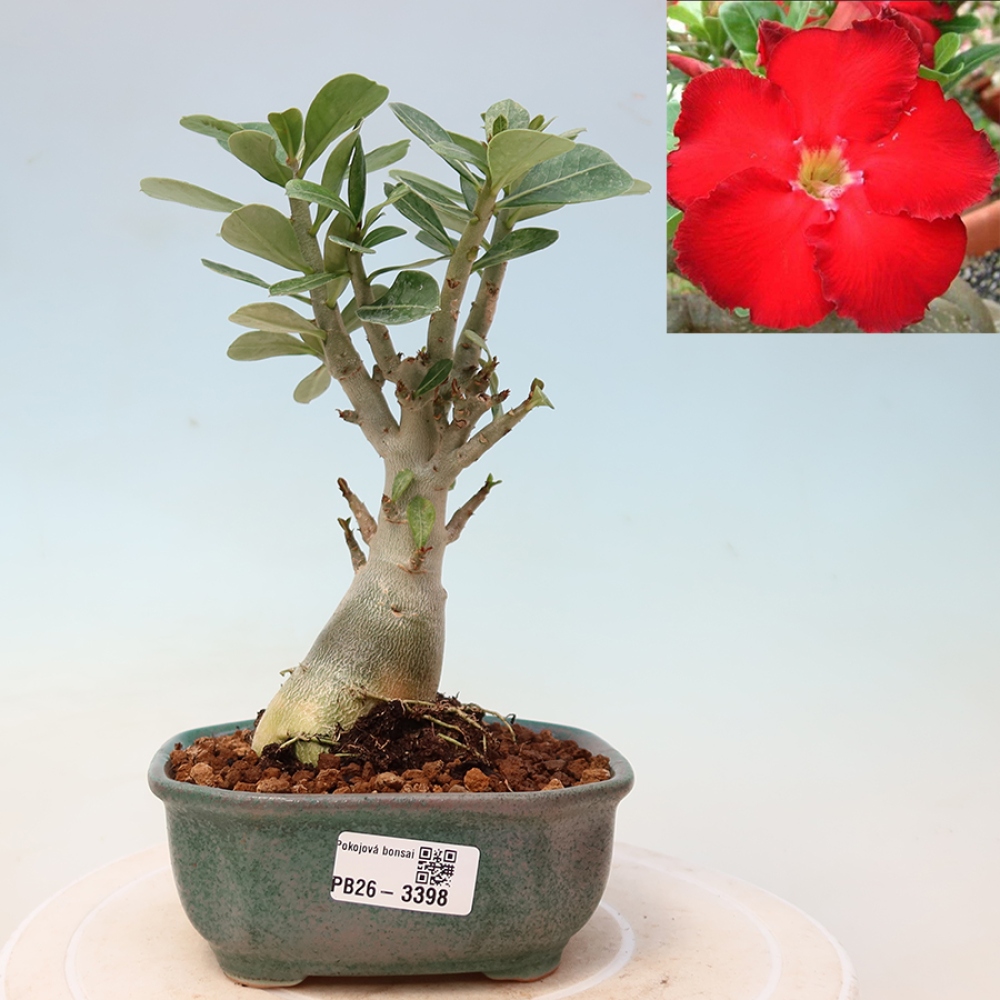 Izba bonsai – Adenium obesum Red Star – Púštna ruža