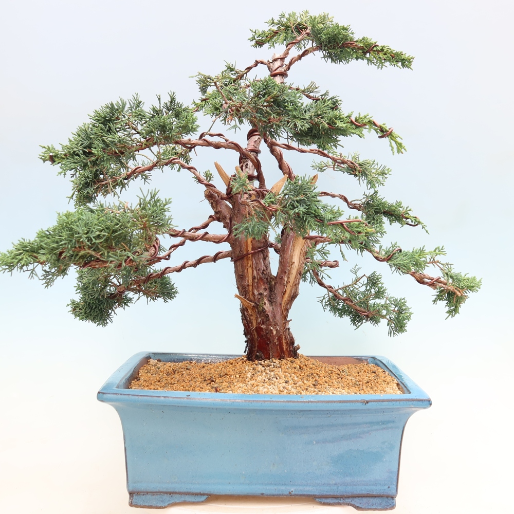 Vonkajší bonsaj - Juniperus chinensis Kishu