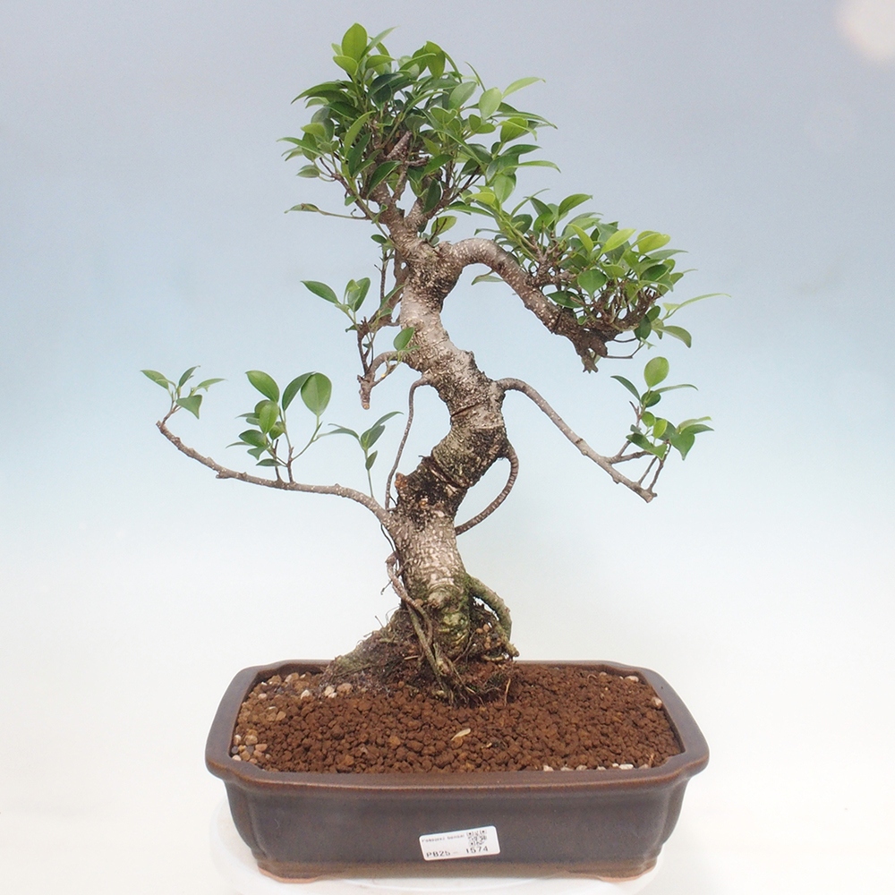 Izbová bonsai - Ficus kimmen - malolistý fikus