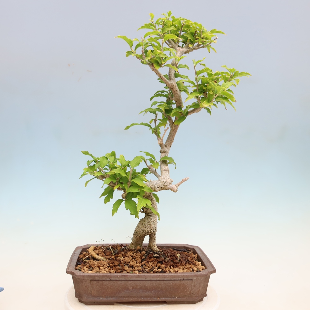Vonkajší bonsai – Hibiscus syriacus – ibištek sýrsky