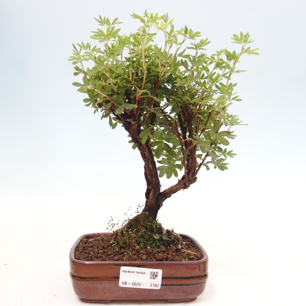 Vonkajšia bonsai-Nátržník krovitá - potentila fruticosa yellow Bird