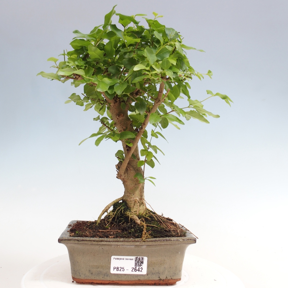 Izbová bonsai -Ligustrum chinensis - Vtáčí zob