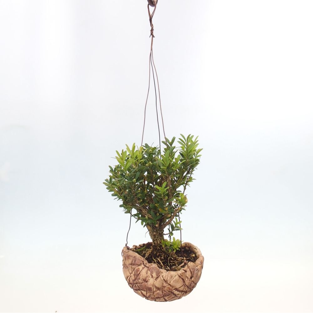 Kokedama v keramike - Buxus harlandii - korkový buxus