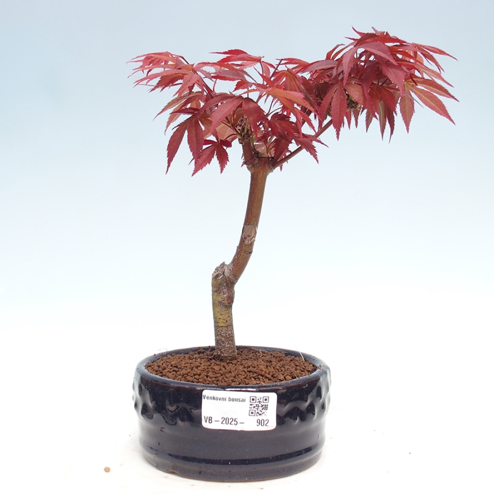 Vonkajší bonsai - Acer palm. Atropurpureum-Javor dlanitolistý