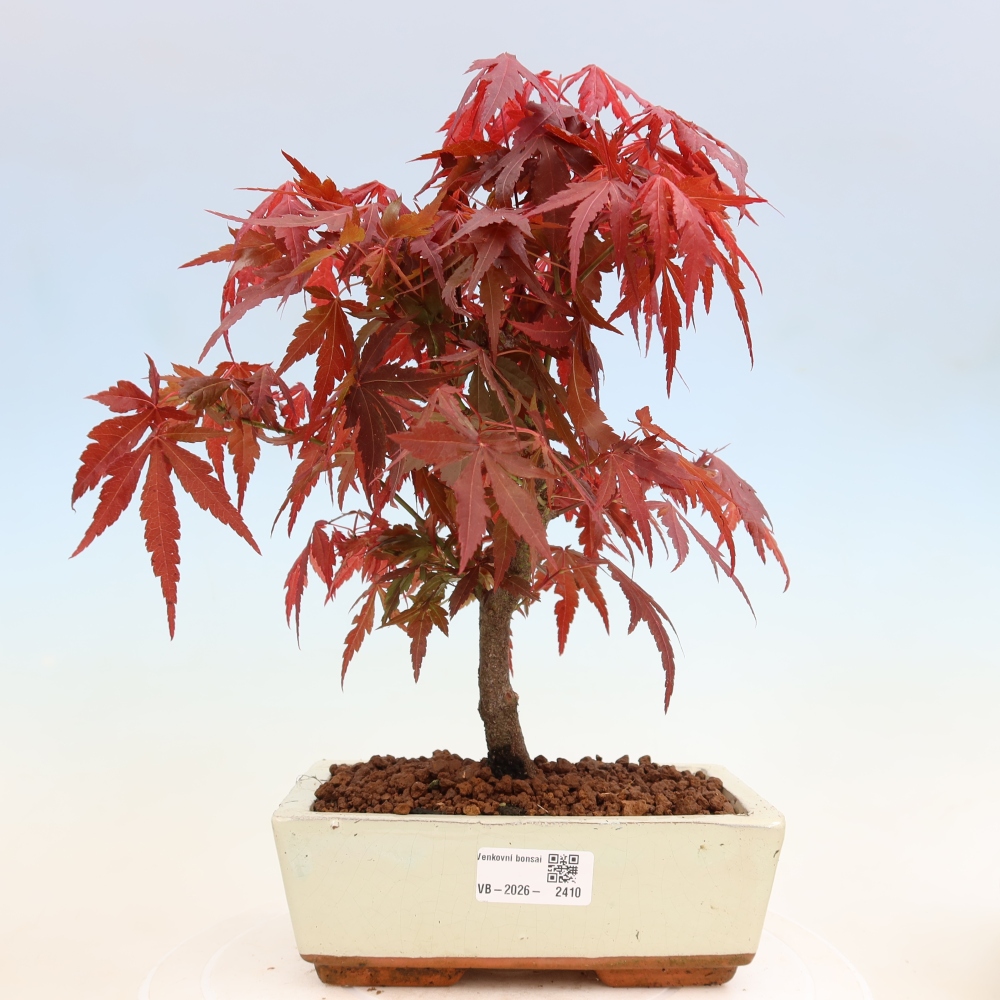 Vonkajšia bonsaj - palma Acer. Atropurpureum-Javor palmový