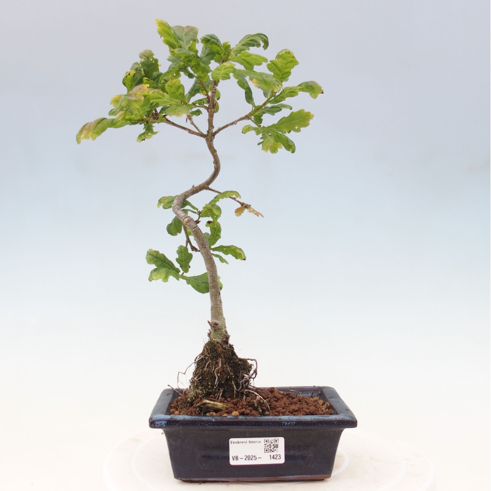 Vonkajšie bonsai - Quercus robur - Dub letný