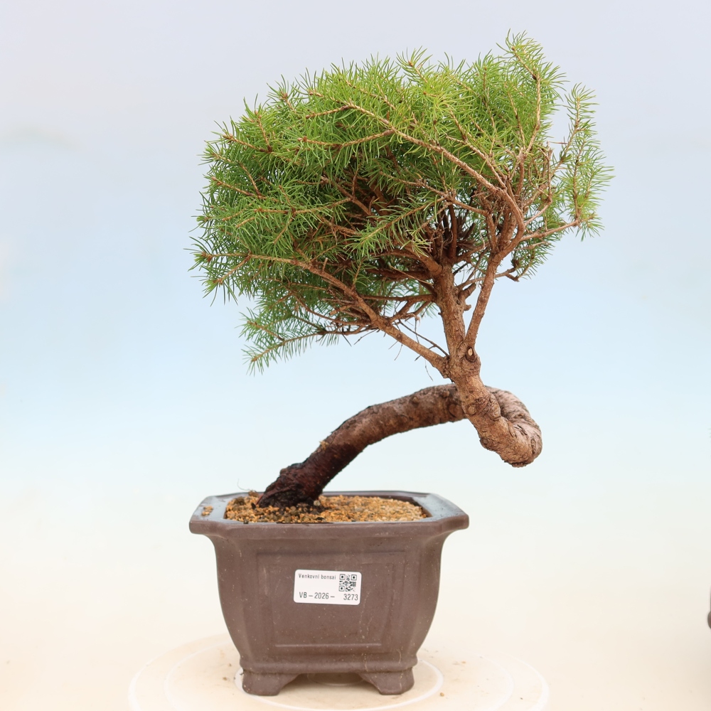 Vonkajší bonsai – Smrek sivý – Picea glauca globe